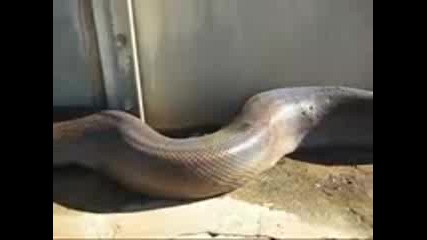 scary snake
