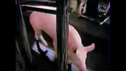Прасета Във Фитнес Залата