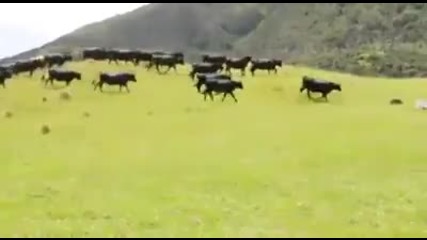 Стадо бикове преследват джип играчка с дистанционно управление