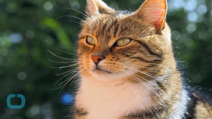 Fierce Feline Fashion Featured at CatCon LA