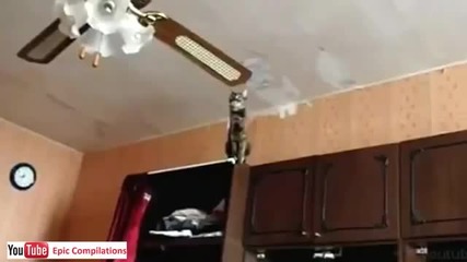 Котка се прави на нинджа !