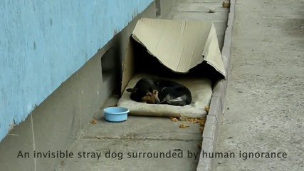 Това бездомно куче живееше в картонена кутия, но вижте кой отиде при него