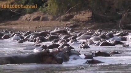 Hippos Deadly Attacks Compilation