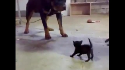 Най смелото коте на света срещу Ротвайлер