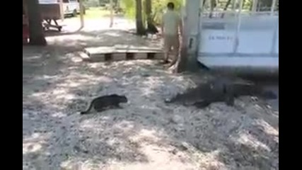 Безстрашна Котка прогонва алигатор
