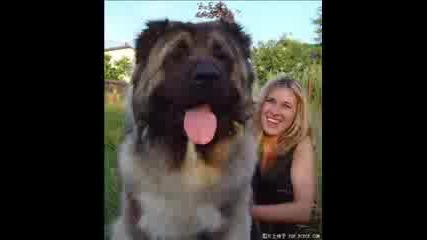 Наистина Големи Кучета
