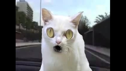 Луда Котка. 