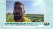 Българската продукция на ръба:  Защо се стига до това фермери да унищожават реколтата си
