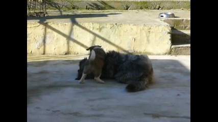 кавказки овчарки