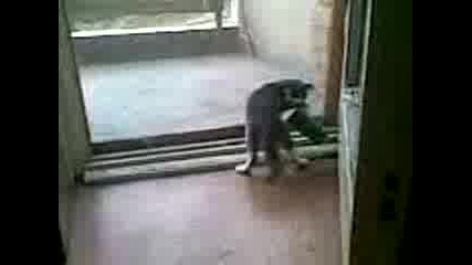 Richi