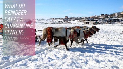 Russia's first center to save reindeer