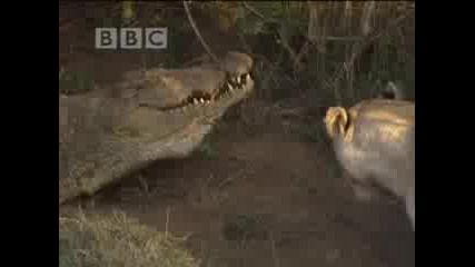 Битката на челюстите - лъвове срещу крокодили