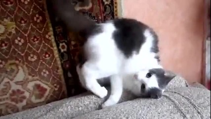 Коте се опитва да направи челна стойка