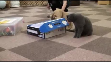 Котка навира котка в кутия