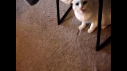 Лошо коте