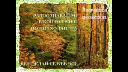 Воинът на светлината