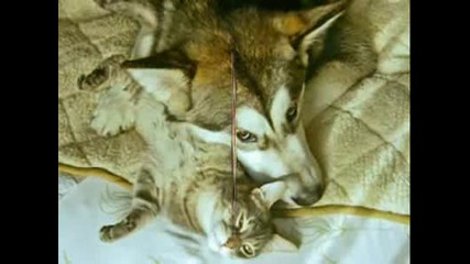 Cats And Dogs Tribute