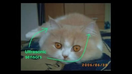 Коте От S.w.a.t.