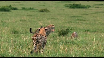 African Cats - Chasing A Dog