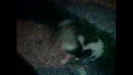 Rambo