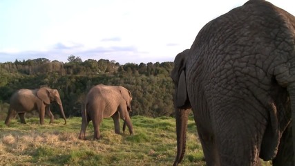 Слонове - Епизод 1 на Срещи с Животни - Тийзър