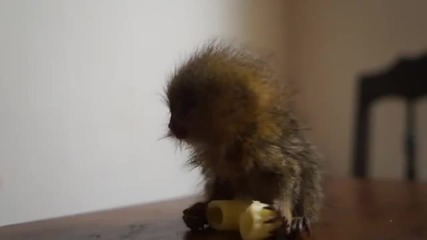 Маймунка яде макарон