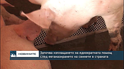 Започва изплащането на еднократната помощ след евтаназирането на свинете в страната