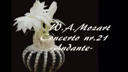 Double Beauty - W.a.mozart and Cactus Flowers