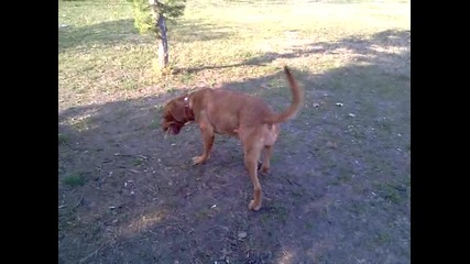 Chloе chasing a stick
