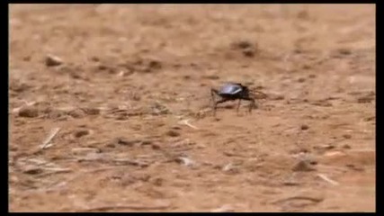 Oogpister Beetle 