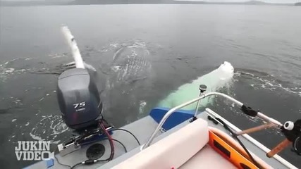 Невероятно и красиво! Този човек е попаднал на цял кит във водата, който го „поздравява“!
