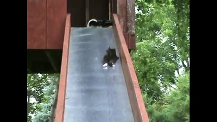 много смешни котки 
