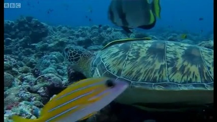 A voyage of discovery - Pacific Abyss - Bbc 