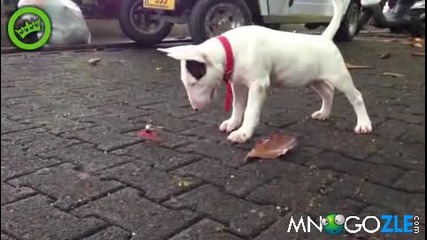 Куче срещу Рак