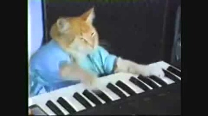 Смешни котки музиканти