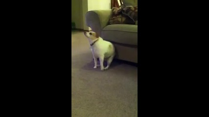 Лудо куче танцува на Еминем