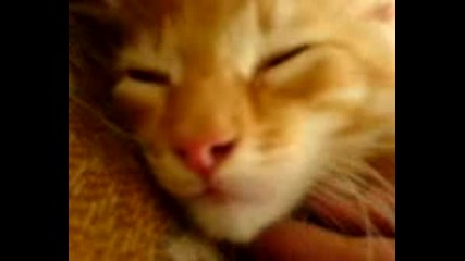 Луда Котка Смях