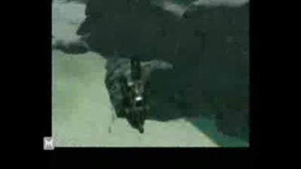 Gta 4 - Stunt Junky (machinima)