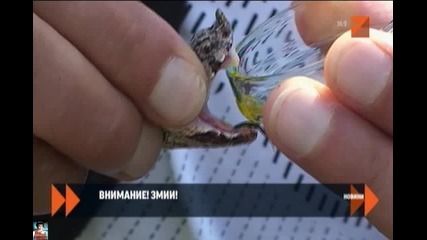 Змиите хапят само при провокация