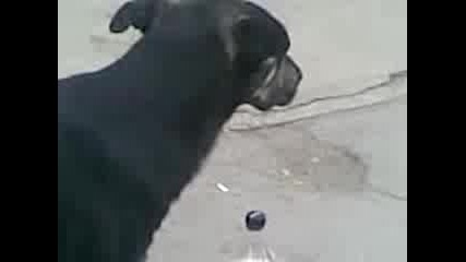 и кучето обича кока кола:)