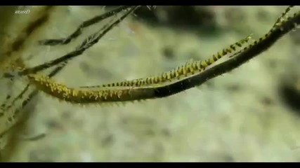 Emotional Chill Out Music Touch - Underwater World 