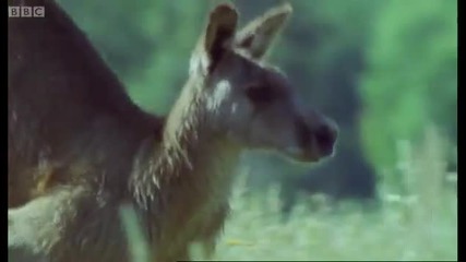 Kangaroo Boxing - Attenborough - Life of Mammals - Bbc 