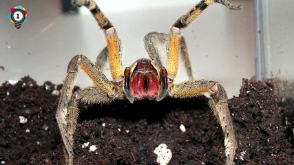 Бг Субтитри - Топ 10 най-смъртоносните паяци на света