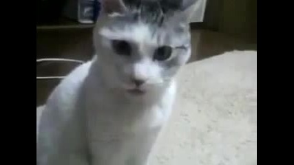 Котка Без Думи