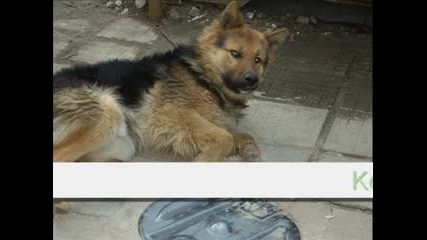 Doggy