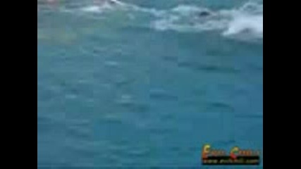 Атаката На Делфините