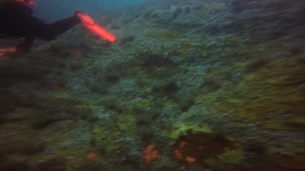 Diving off Chicken Rock in Iom