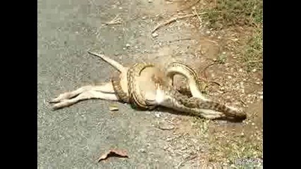 Лакома змия - голямо кенгуро 