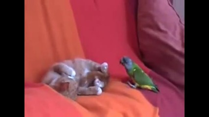 Коте - побойник срещу папагал - дразнител 
