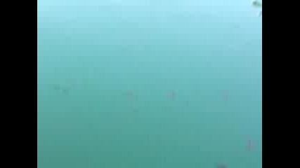 замърсяване в залива на яхтено - балчик